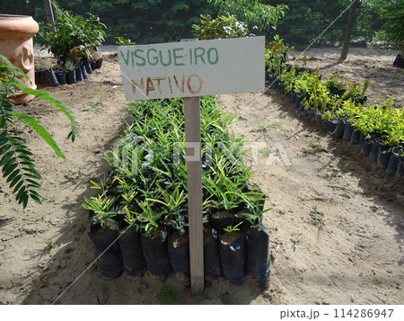 Native seedling nursery for tropical forest reforestation, sustainability Native seedling nursery for tropical forest reforestation, sustainability 114286947