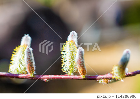 家の周りの草花　四季の色々　早春の朝日を浴びて輝くネコヤナギ 114286986
