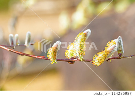 家の周りの草花　四季の色々　早春の朝日を浴びて輝くネコヤナギ 114286987