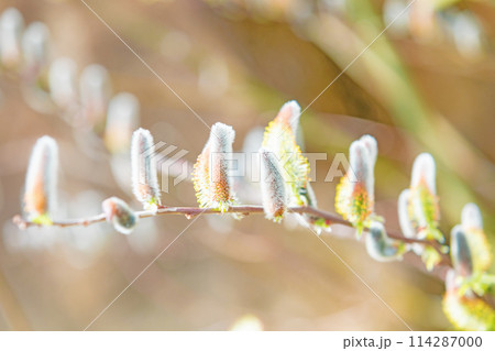 家の周りの草花　四季の色々　早春の朝日を浴びて輝くネコヤナギ 114287000