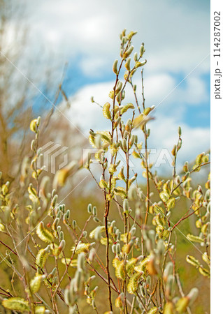 家の周りの草花　四季の色々　早春の朝日を浴びて輝くネコヤナギ 114287002