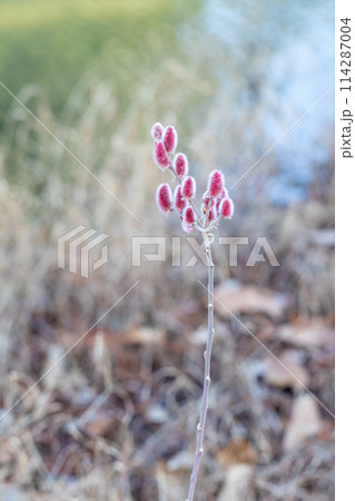 家の周りの草花　四季の色々　早春の朝日を浴びて輝くネコヤナギ 114287004