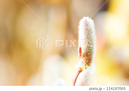 家の周りの草花　四季の色々　早春の朝日を浴びて輝くネコヤナギ 114287005