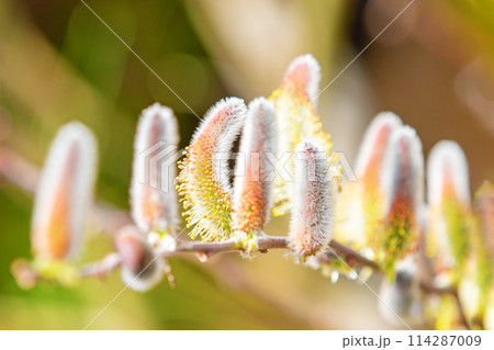 家の周りの草花 四季の色々 早春の朝日を浴びて輝くネコヤナギ 家の周りの草花 四季の色々 早春の朝日を浴びて輝くネコヤナギ 114287009