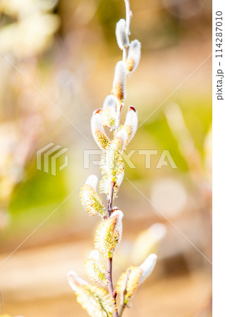 家の周りの草花 四季の色々 早春の朝日を浴びて輝くネコヤナギ 家の周りの草花 四季の色々 早春の朝日を浴びて輝くネコヤナギ 114287010
