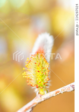 家の周りの草花　四季の色々　早春の朝日を浴びて輝くネコヤナギ 114287024