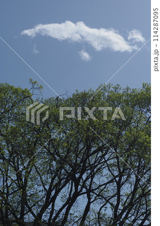 新緑と白い雲 新緑と白い雲 114287095