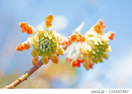 家の周りの草花　四季の色々　早春の公園の木陰に美しく輝くミツマタの花が咲きました　 114287467