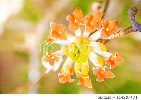 家の周りの草花 四季の色々 早春の公園の木陰に美しく輝くミツマタの花が咲きました 家の周りの草花 四季の色々 早春の公園の木陰に美しく輝くミツマタの花が咲きました 114287471