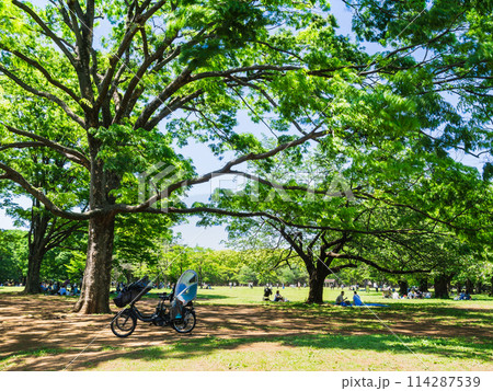 新緑と木漏れ日の代々木公園　ゴールデンウィーク2024 114287539