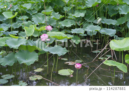 睡蓮の花のある明日香の情景 114287881