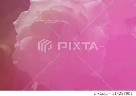 薔薇の花びら、薄いピンク色の薔薇、紫色、白色の背景 薔薇の花びら、薄いピンク色の薔薇、紫色、白色の背景 114287908