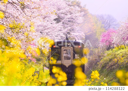 群馬　春のわたらせ渓谷鐡道 114288122