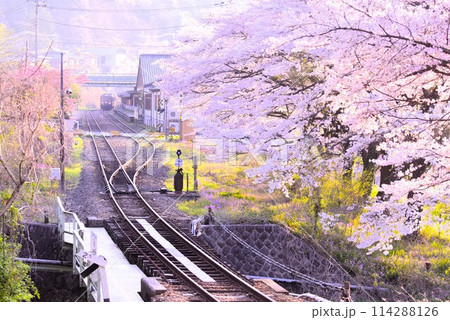 群馬 春のわたらせ渓谷鐡道 群馬 春のわたらせ渓谷鐡道 114288126
