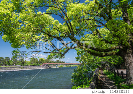 新緑の宇治川風景 京都府宇治市 新緑の宇治川風景 京都府宇治市 114288135