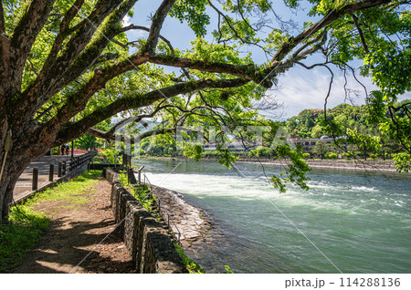 新緑の宇治川風景　京都府宇治市 114288136