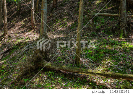 木漏れ日射す新緑の雑木林　京都府宇治市 114288141