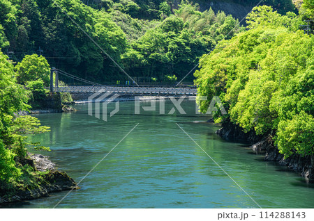 新緑の宇治川風景 京都府宇治市 新緑の宇治川風景 京都府宇治市 114288143