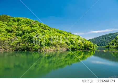 新緑の天ケ瀬ダム　鳳凰湖　京都府宇治市 114288174