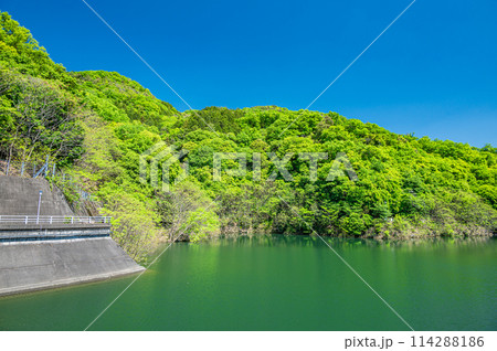 新緑の天ケ瀬ダム　鳳凰湖　京都府宇治市 114288186