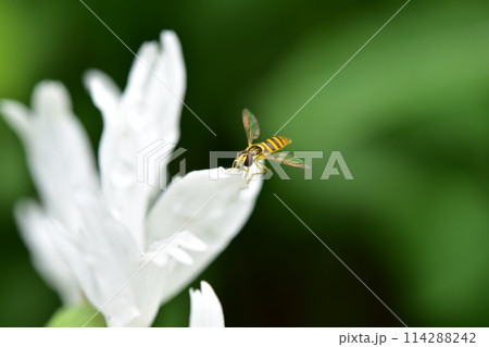 白い花にホソヒラタアブ 114288242