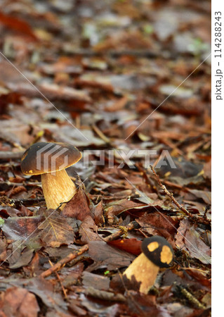 枯葉の中のヤマドリタケモドキ 114288243