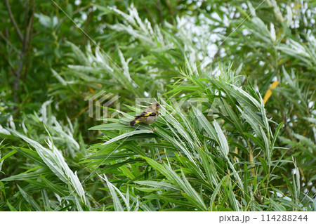夏のカワラヒワ 夏のカワラヒワ 114288244