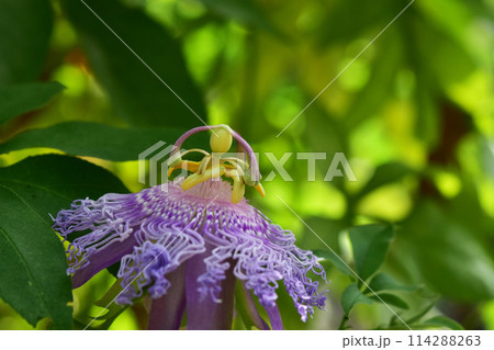 トケイソウの花のアップ 114288263