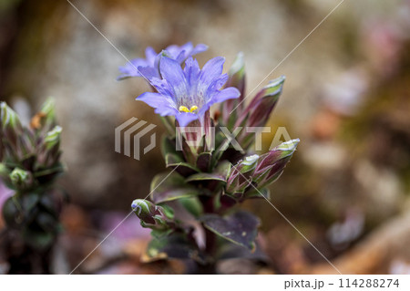 フデリンドウ（筆竜胆）　撮影地：岐阜県下呂市 114288274