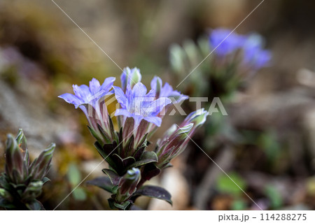 フデリンドウ（筆竜胆）　撮影地：岐阜県下呂市 114288275