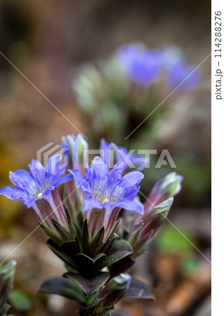 フデリンドウ（筆竜胆）　撮影地：岐阜県下呂市 114288276