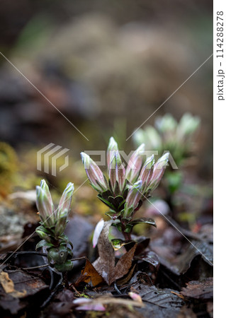 フデリンドウ（筆竜胆）　撮影地：岐阜県下呂市 114288278