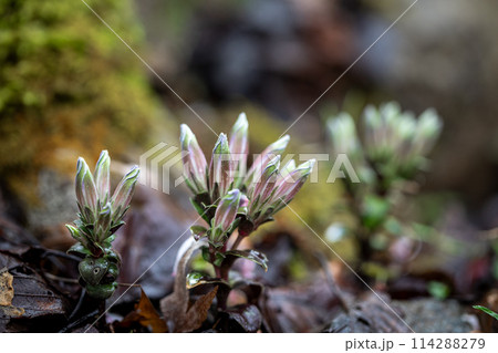 フデリンドウ（筆竜胆）　撮影地：岐阜県下呂市 114288279