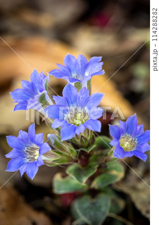 フデリンドウ（筆竜胆）　撮影地：岐阜県下呂市 114288282