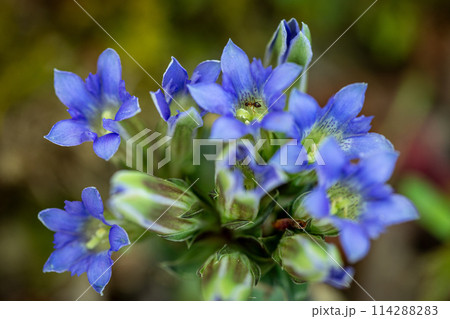 フデリンドウ（筆竜胆）　撮影地：岐阜県下呂市 114288283