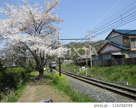 長瀞町桜の小道 長瀞町桜の小道 114288294