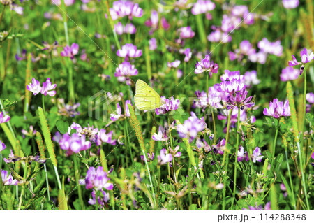 モンキチョウと蓮華草 114288348