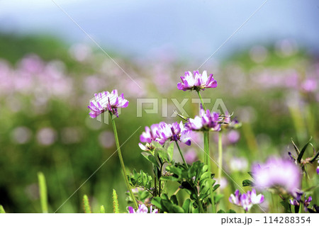 レンゲソウ 114288354