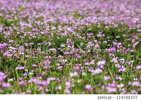 レンゲの花畑 114288355