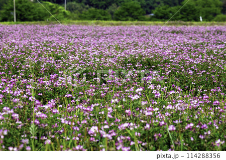 一面に広がるレンゲ畑 114288356