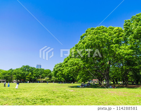 青空と新緑の代々木公園 ゴールデンウィーク2024 青空と新緑の代々木公園 ゴールデンウィーク2024 114288581