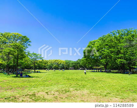 青空と新緑の代々木公園 ゴールデンウィーク2024 青空と新緑の代々木公園 ゴールデンウィーク2024 114288589