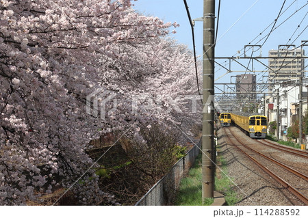 春の石神井川桜並木を行く西武新宿線2000系電車（東京都練馬区） 114288592