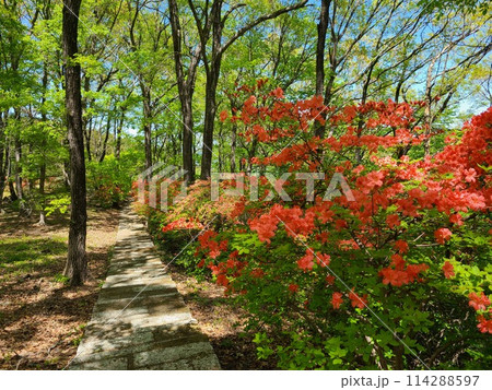 ツツジ ツツジ 114288597