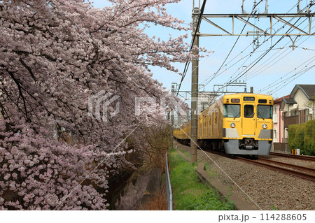 春の石神井川桜並木を行く西武新宿線旧2000系電車（東京都練馬区） 114288605