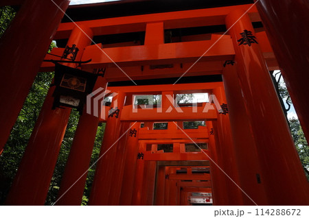 伏見稲荷の千本鳥居 114288672