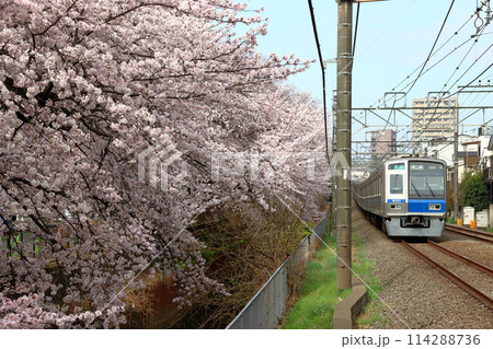 春の石神井川桜並木を行く西武新宿線6000系電車(東京都練馬区) 春の石神井川桜並木を行く西武新宿線6000系電車(東京都練馬区) 114288736