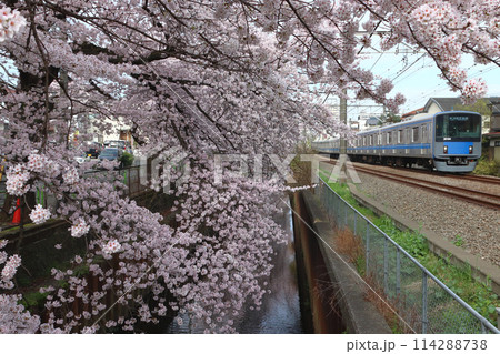 春の石神井川桜並木を行く西武新宿線20000系電車(東京都練馬区) 春の石神井川桜並木を行く西武新宿線20000系電車(東京都練馬区) 114288738