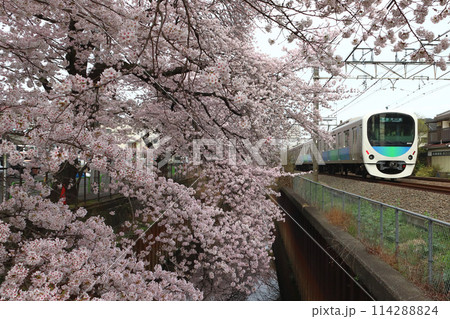 春の石神井川桜並木を行く西武新宿線30000系電車（東京都練馬区） 114288824