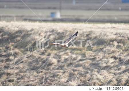 早春の湿原に渡ってきたチュウヒ 114289034